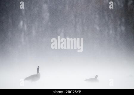 Kanadesische Gans, Großkanadier-Gans, Branta-Kanadensis-Paar, das Aggression gegen andere gees im Schneesturm zeigt Stockfoto