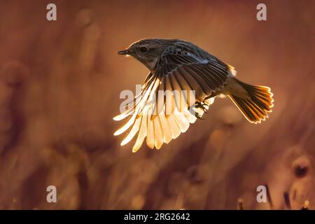 Winterliche Europäische Stonechat (Saxicola rubicola) im Flug in Italien. Mit Hintergrundbeleuchtung am frühen Morgen fotografiert. Stockfoto