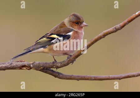 Mannetje Vink op een Tak; Männliche europäischen Buchfink auf einem Ast sitzend Stockfoto