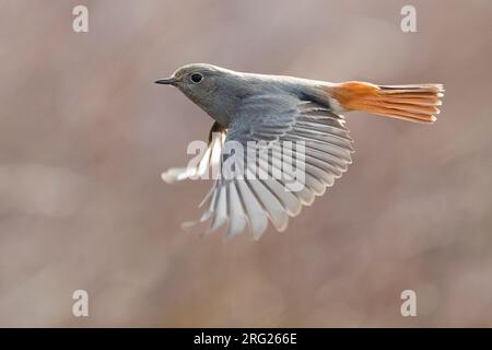 Der winterende Schwarze Redstart (Phoenicurus ochruros gibraltariensis) in Italien. Weiblich im Flug, mit Hintergrundbeleuchtung fotografiert. Stockfoto