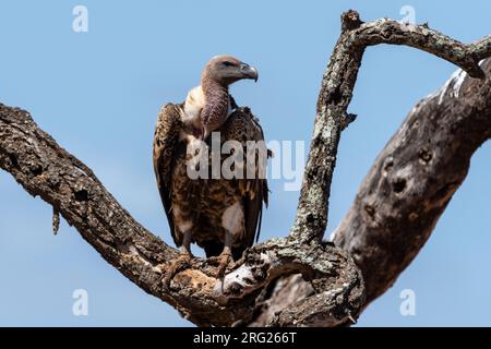 Ein Weißrückengeier, Gyps africanus, auf einer Baumspitze. Voi, Tsavo West National Park, Kenia Stockfoto