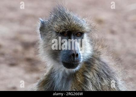 Porträt eines gelben Pavions, Papio hamadryas cynocephalus. Voi, Tsavo Conservation Area, Kenia. Stockfoto