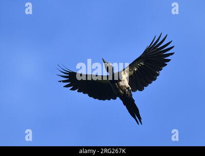 Weißbauchspecht (Dryocopus javensis multilunatus) bei PICOP, Mindanao, auf den Philippinen. Über uns fliegen. Stockfoto