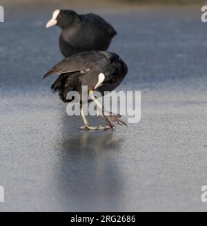 Winterende eurasische Kühe (Fulica atra) in Katwijk, Niederlande. Er stand auf Eis und knackte auf einer Wunde am Bein. Stockfoto