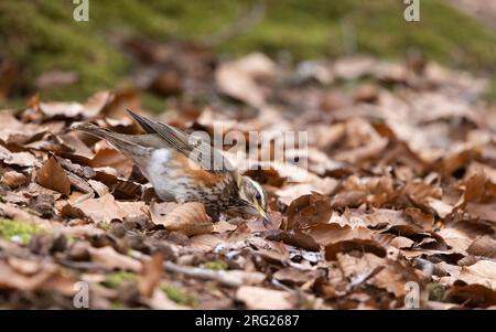 Redwing (Turdus iliacus iliacus) auf der Suche nach Nahrung in alten Blättern, Rudersdal, Dänemark Stockfoto