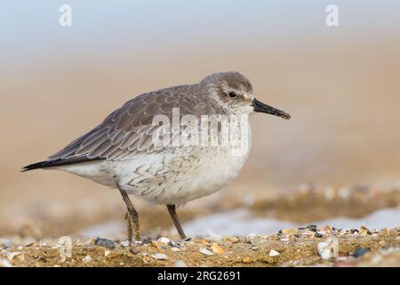 Red Knot, Calidris canutus erste Wintersuche auf Sandstränden Stockfoto