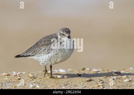 Red Knot, Calidris canutus erste Wintersuche auf Sandstränden Stockfoto