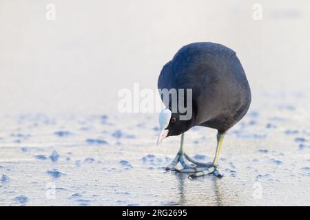 Eurasischer Coot, Fulica atra im Winter Stockfoto