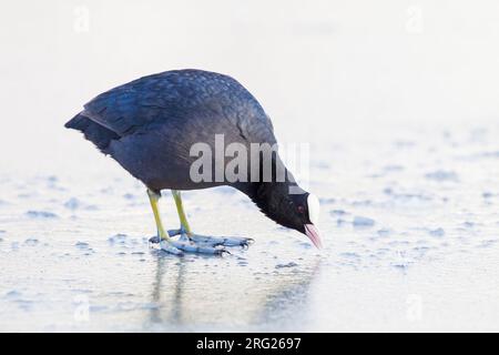 Eurasischer Coot, Fulica atra im Winter Stockfoto