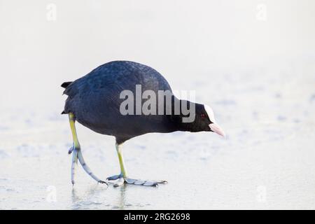 Eurasischer Coot, Fulica atra im Winter Stockfoto