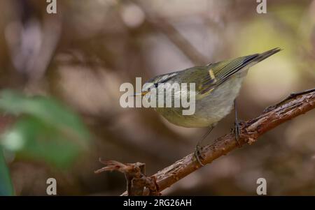 Phylloscopus pulcher, der auf einem Zweig in Doi Inthanon, Thailand, steht Stockfoto