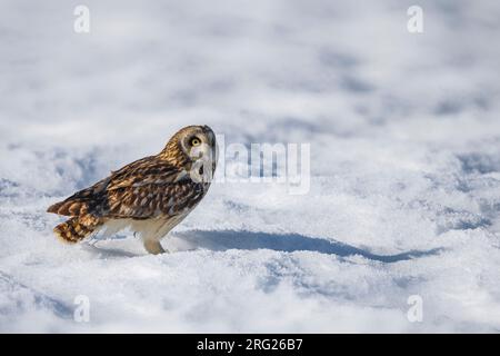 Velduil zittend in de sneeuw; Sumpfohreule im Schnee gehockt Stockfoto