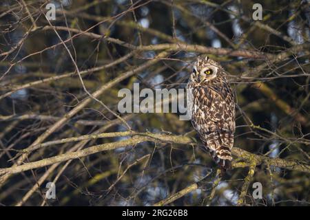 Velduil; Sumpfohreule Stockfoto