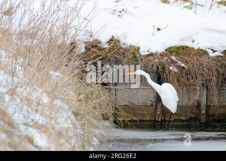 Der große Weiße Egret (Ardea alba) versucht zu überleben, indem er während der kalten Jahreszeit im Winter in einem kleinen Graben in den Niederlanden forscht. Stockfoto