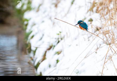 Gemeiner Kingfisher (Alcedo atthis), der während eines kalten Winters in Lentevreugd, Wassenaar, im Nether auf einem Schilfstiel an einem kleinen Stück offenem Wasser sitzt Stockfoto