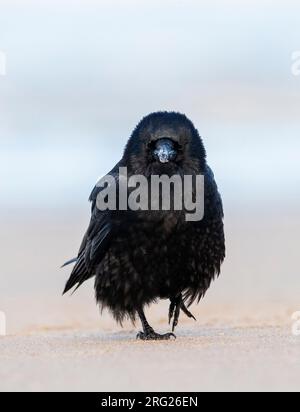 Aaskrähe (Corvus Corone) Spaziergang am Nordseestrand in Katwijk, Niederlande, an einem sehr kalten Morgen. Stockfoto