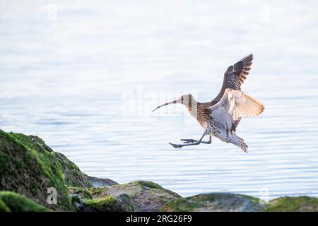 Eurasische Curlew (Numenius arquata) am Strand von Katwijk, Niederlande. Im Flug über das Meer. Landung an Küstenfelsen am Rheinausgang. Stockfoto