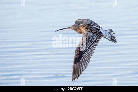 Eurasische Curlew (Numenius arquata) am Strand von Katwijk, Niederlande. Im Flug über das Meer. Stockfoto