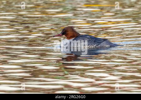 Ausgewachsene weibliche Schwanenwanderin (Mergus merganser), die auf dem Canal Albert, Brüssel, Brabant, Belgien, schwimmt. Stockfoto