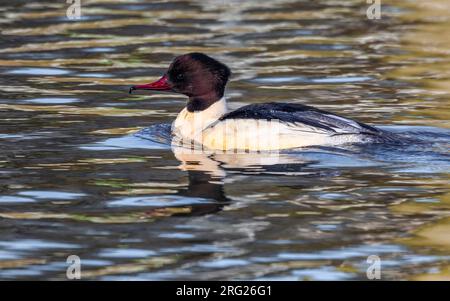 Ausgewachsener männlicher Gänsehunde (Mergus merganser), der auf Canal Albert, Brüssel, Brabant, Belgien schwimmt. Stockfoto