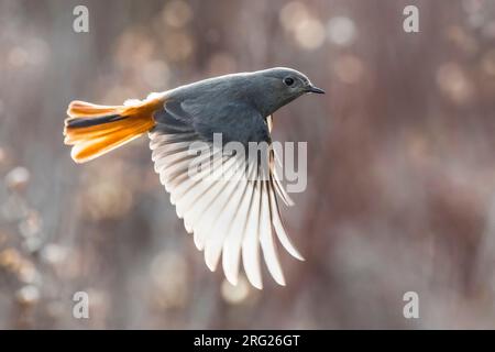 Der winterende Schwarze Redstart (Phoenicurus ochruros gibraltariensis) in Italien. Weiblich im Flug. Stockfoto