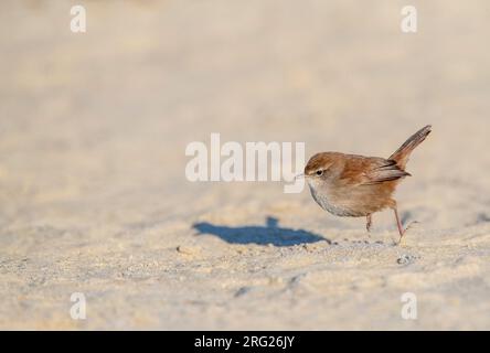 Wintering Cetti's Warbler (Cettia cetti) in den Dünen von Berkheide, südlich von Katwijk, Niederlande. Futtersuche auf dem Boden. Stockfoto