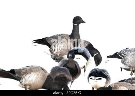 Dunkelbäugige Brent Goose, Rotgans, Branta bernicla Stockfoto