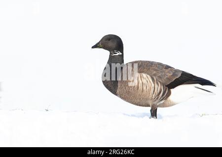 Dunkelbäugige Brent Goose, Rotgans, Branta bernicla Stockfoto