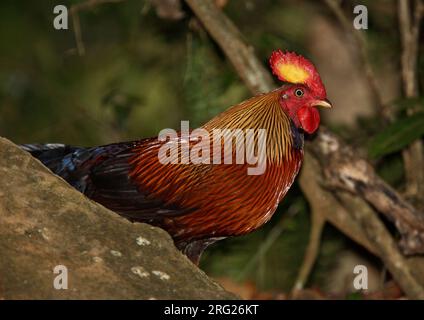 Sri Lanka Junglefowl (Gallus lafayetii) Männchen im Wald Stockfoto