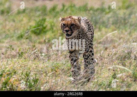 Ein Geparden-Junge, Acynonix jubatus, beim Gehen. Seronera, Serengeti-Nationalpark, Tansania Stockfoto