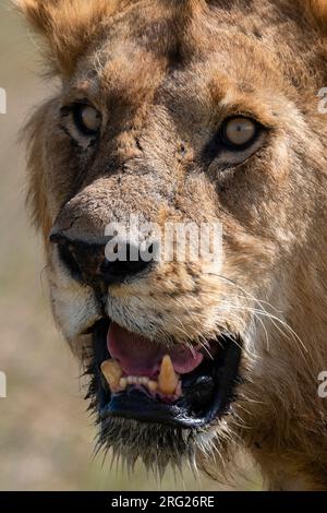 Nahaufnahme eines männlichen Löwen, Panthera leo. Seronera, Serengeti-Nationalpark, Tansania Stockfoto