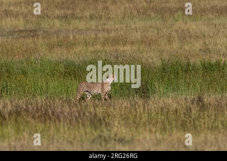 Ein Gepard, Acynonix jubatus, spaziert im hohen Gras. Seronera, Serengeti-Nationalpark, Tansania Stockfoto