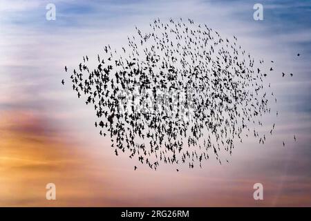 Der gewöhnliche Starling (Sturnus vulgaris) in Italien. Eine riesige Herde in der Luft. Stockfoto