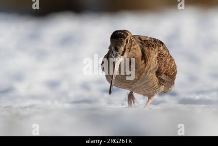 Eurasischer Woodcock (Scolopax rusticola) bei der Fütterung im Schnee in Blåvand, Dänemark Stockfoto