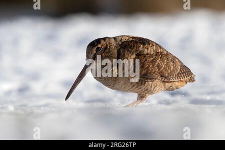 Eurasischer Woodcock (Scolopax rusticola) bei der Fütterung im Schnee in Blåvand, Dänemark Stockfoto