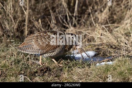 Eurasian Woodcock (Scolopax rusticola) ein einziger Vogel, der in gefrorenen Gräben in Blåvand, Dänemark, nach Nahrung sucht Stockfoto
