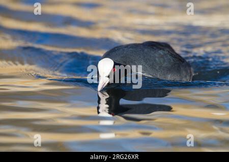 Eurasischer Coot, Fulica atra im Winter Stockfoto