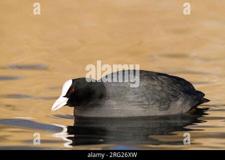 Eurasischer Coot, Fulica atra im Winter Stockfoto