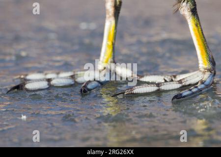 Eurasischer Coot, Fulica atra im Winter Stockfoto