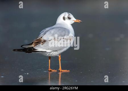 Erster Winter Schwarzkopfmöwe (Larus ridibundus), die auf einem gefrorenen Teich in Vilvoorde, Brabant, Belgien, sitzt. Stockfoto