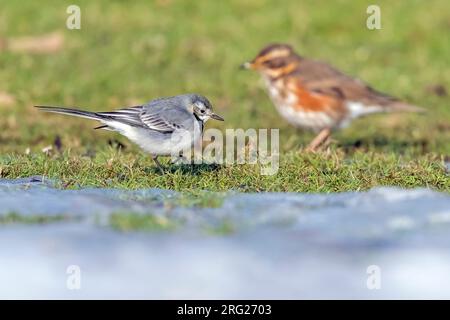 Die erste Winterweiße Wagschwanz (Motacilla alba alba), die in Vilvoorde, Brabant, Belgien, auf dem Gras wandert. Stockfoto