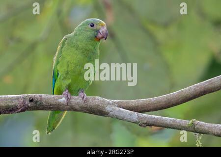 Kobaltgeflügelsittich (Brotogeris cyanoptera cyanoptera) in Reserva Natural Escondite, Putumayo, Kolumbien. Stockfoto