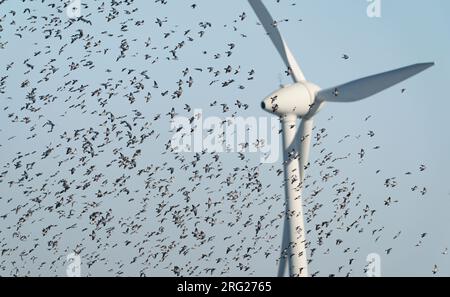 Riesige Herde winterender Stock Dove (Columba Oenas), die über einem Feld und in blauem Himmel fliegt, Windmühle im Hintergrund Stockfoto