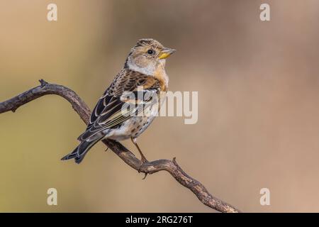 Wahrscheinlich männlicher Erstwinterbrumbling (Fringilla montifringilla), hoch oben auf einem Zweig in Florenz, Toskana, Italien. Stockfoto