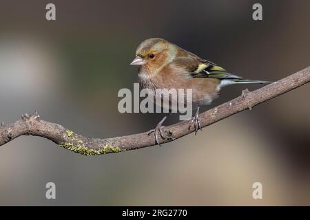 Erwachsener männlicher Gemeiner Chaffinch (Fringilla Coelebs) auf einem Felsen in Florenz, Toskana, Italien. Stockfoto