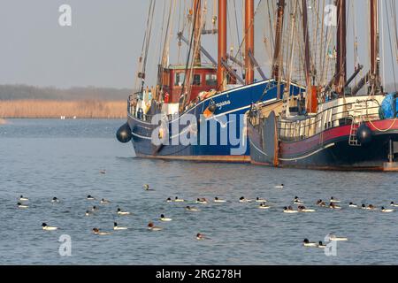 Schwanenschar (Mergus merganser) überwintert in Friesland, Niederlande. Stockfoto