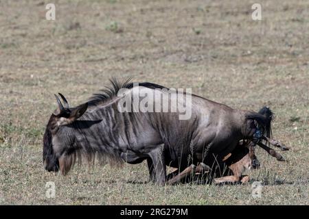 Ein Gnus, Connochaetes taurinus, gibt sein Kalb. Ndutu, Ngorongoro Conservation Area, Tansania. Stockfoto