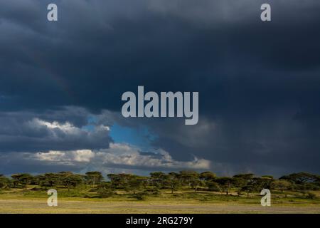 Regensturm über Akazienbäumen. Ndutu, Ngorongoro Conservation Area, Tansania. Stockfoto