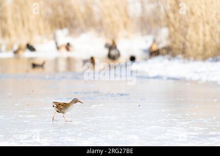 Wasserbahn (Rallus aquaticus), die das Eis während einer sehr kalten Winterzeit in den Niederlanden überquert. Stockfoto