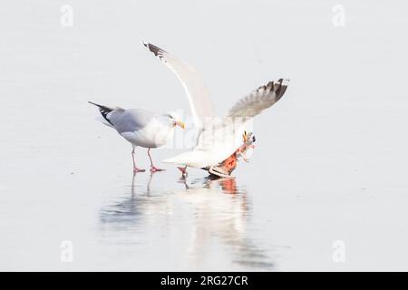 Hering Gull, Larus argentatus-Paar, das sich an den Kadaver einer Taube auf Eis ernährt Stockfoto